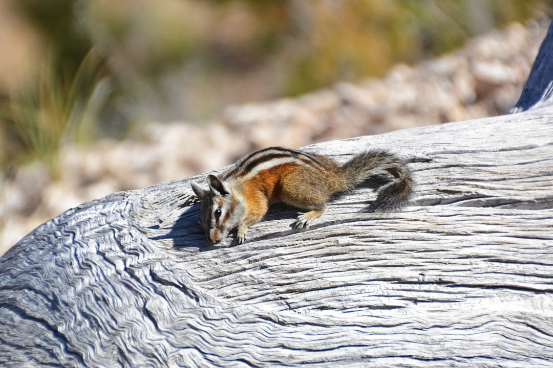 brown squirrel on gray tree trunk during daytime