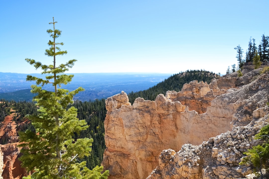 green trees beside brown rock formation during daytime