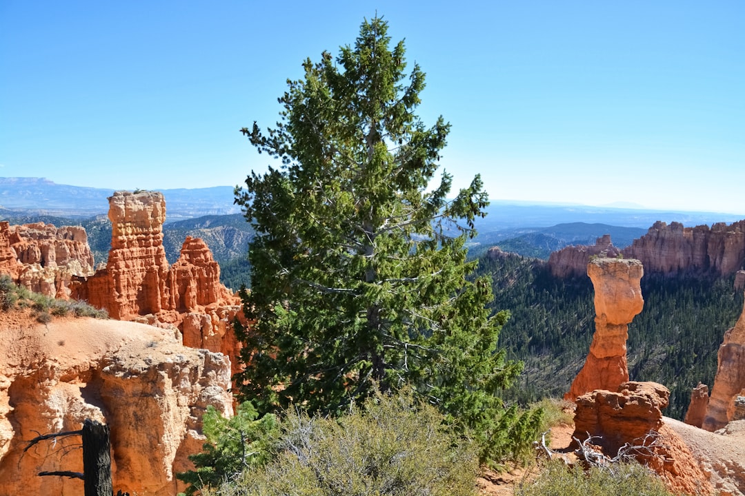 green tree near brown rock formation during daytime