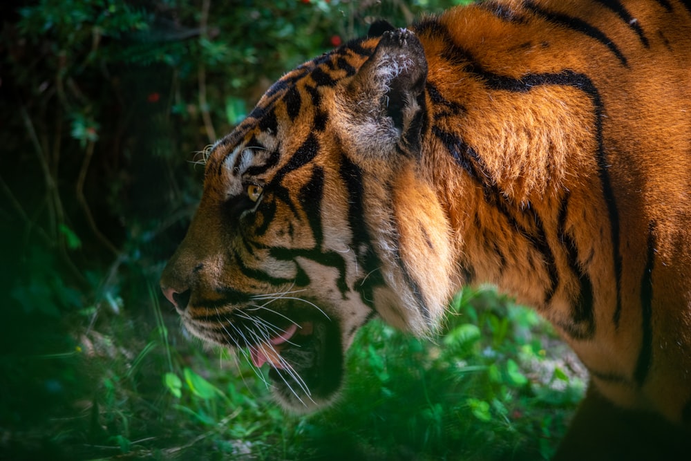 tigre marrone e nera in primo piano fotografia