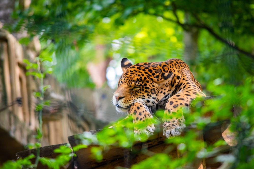 leopardo marrone e nero sdraiato a terra