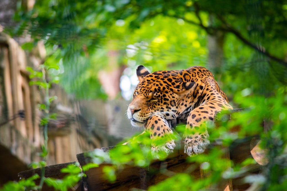 brown and black leopard lying on ground