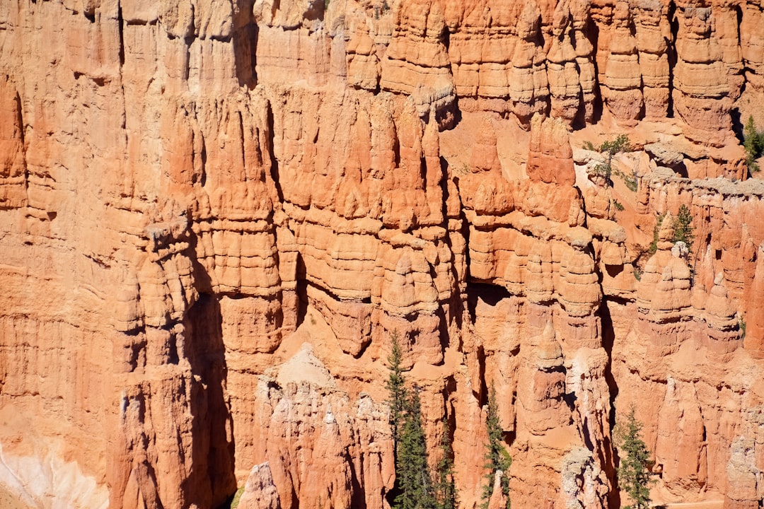 green trees on brown rock formation during daytime