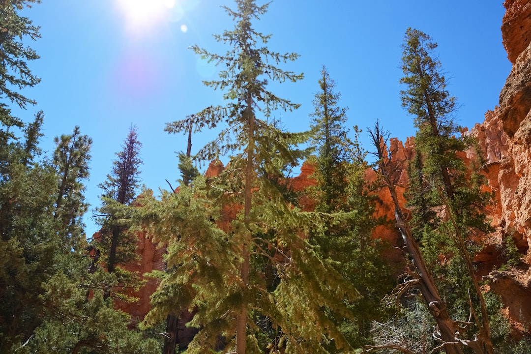 green and red leaf trees under blue sky during daytime