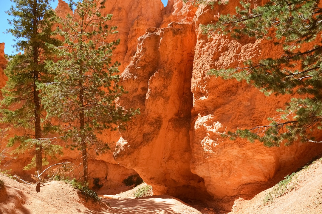 brown and green trees near brown rock formation during daytime