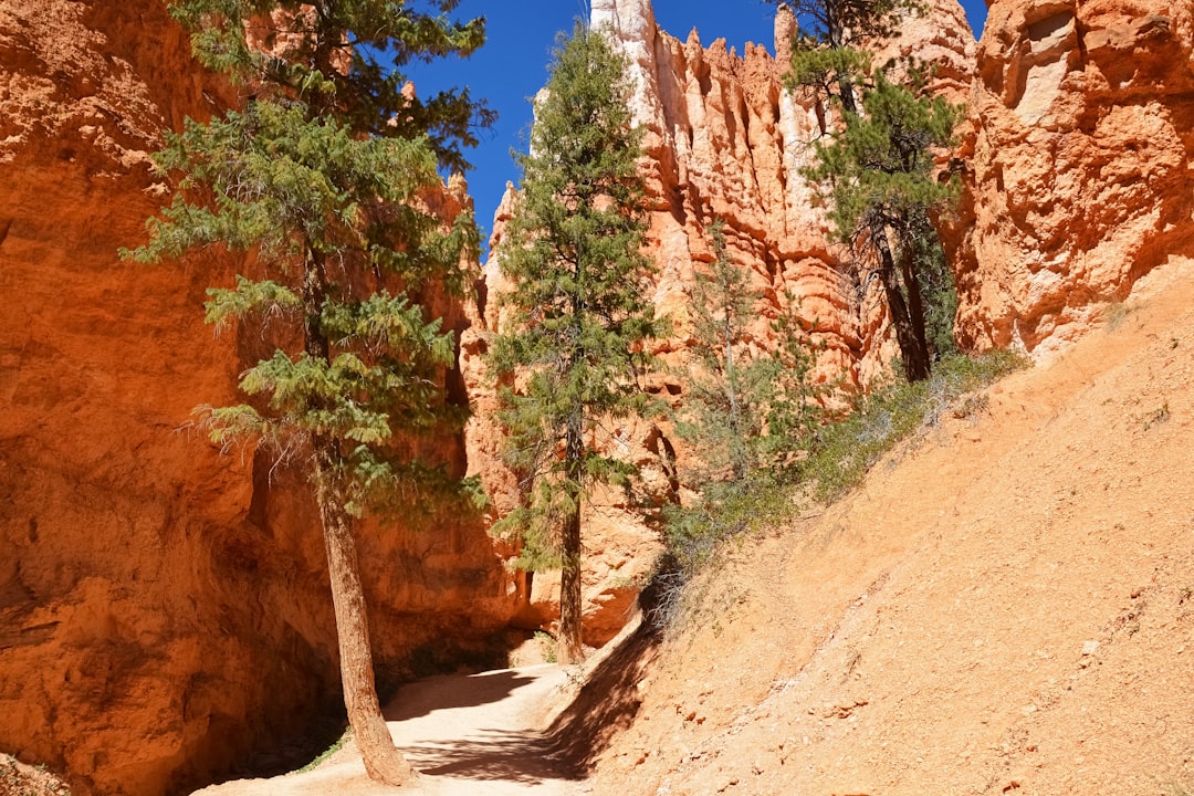 brown rocky mountain with green trees during daytime