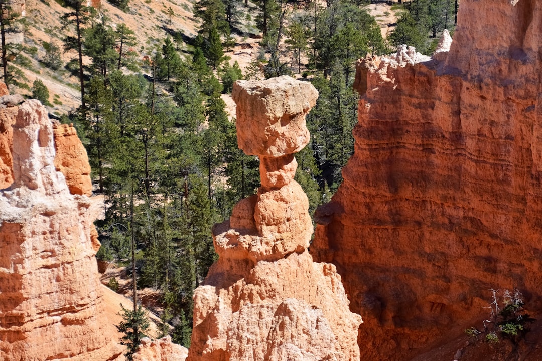 green trees near brown rock formation during daytime