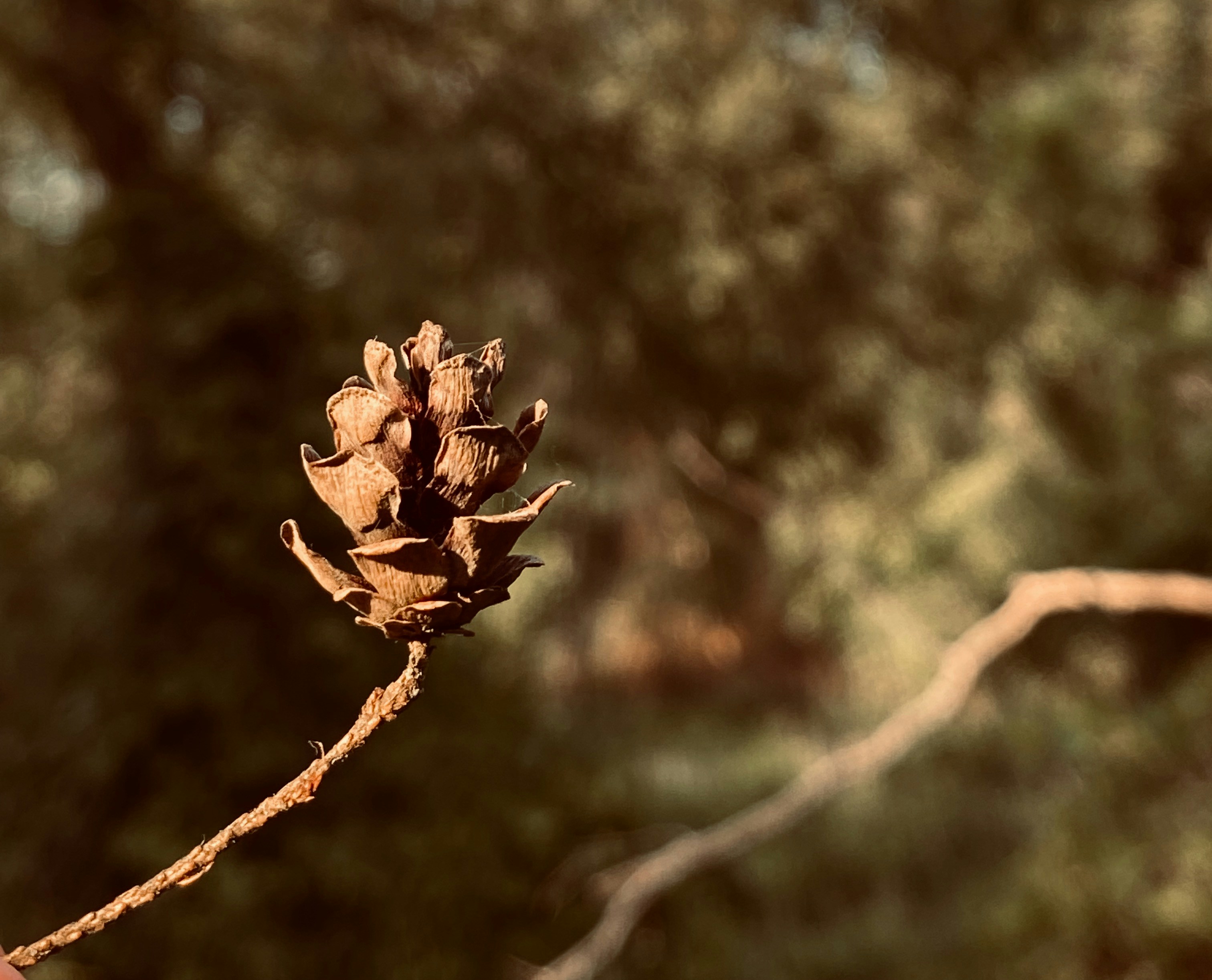 brown dried leaf on brown tree branch