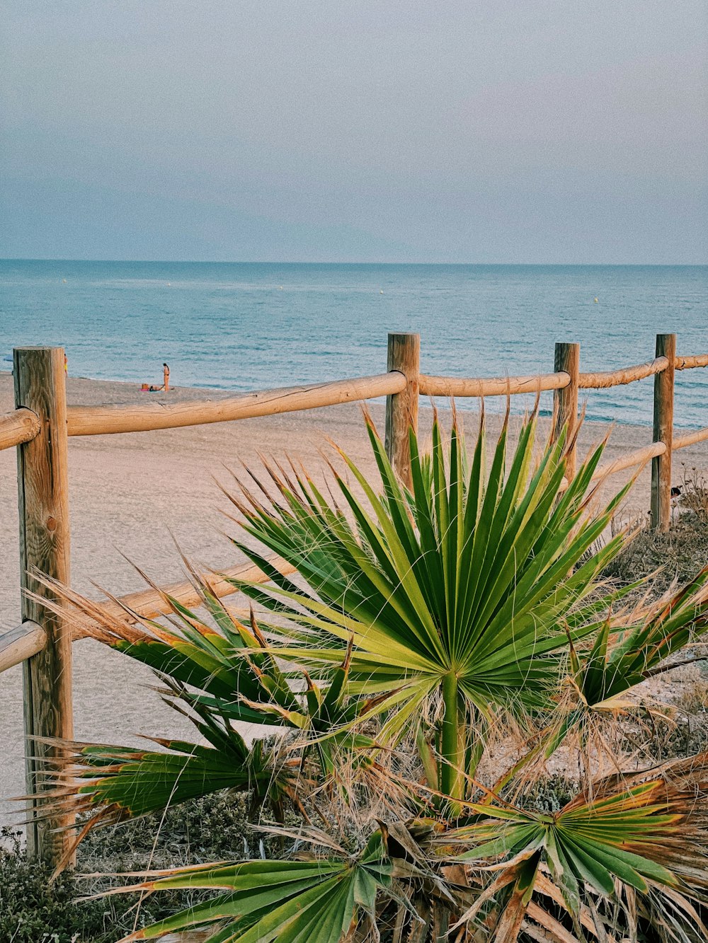 green plant near sea during daytime