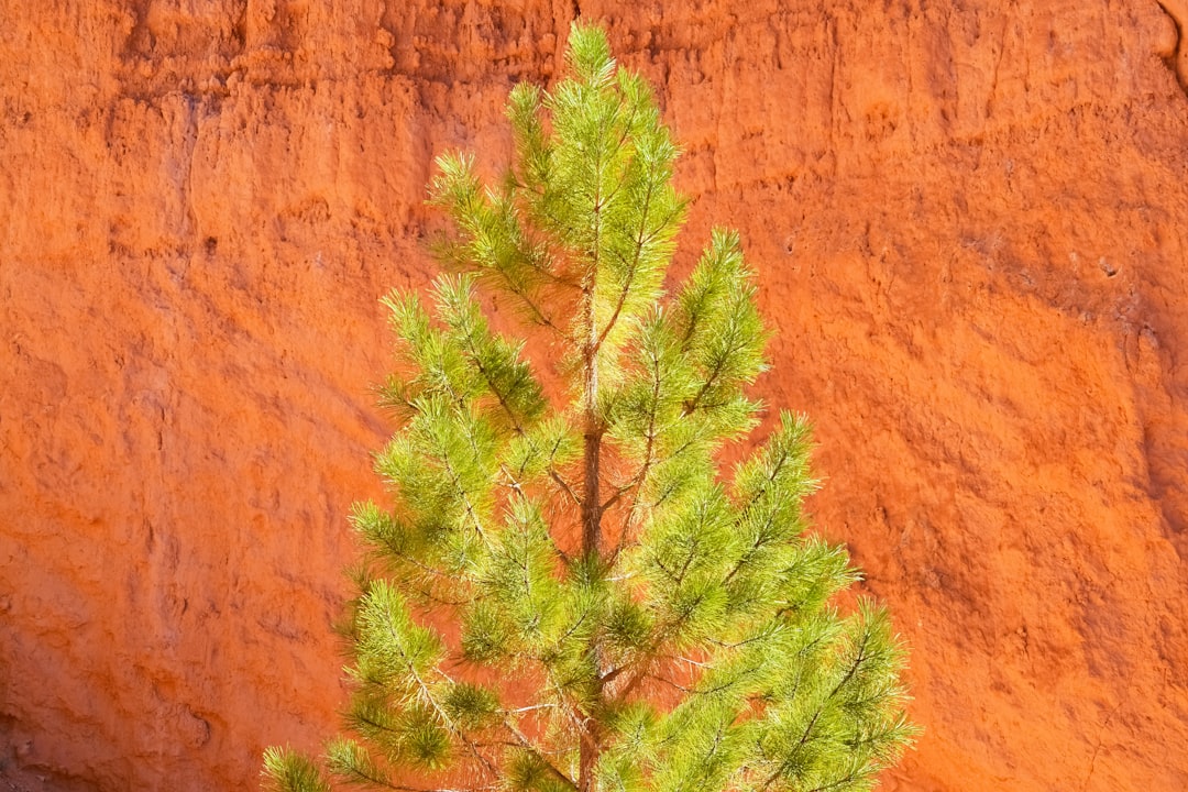 green and yellow tree near brown rock formation during daytime