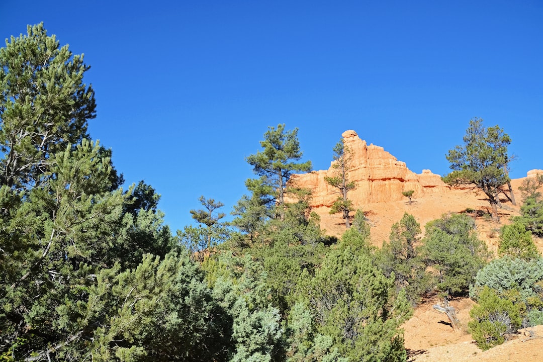 green trees near brown rock formation under blue sky during daytime