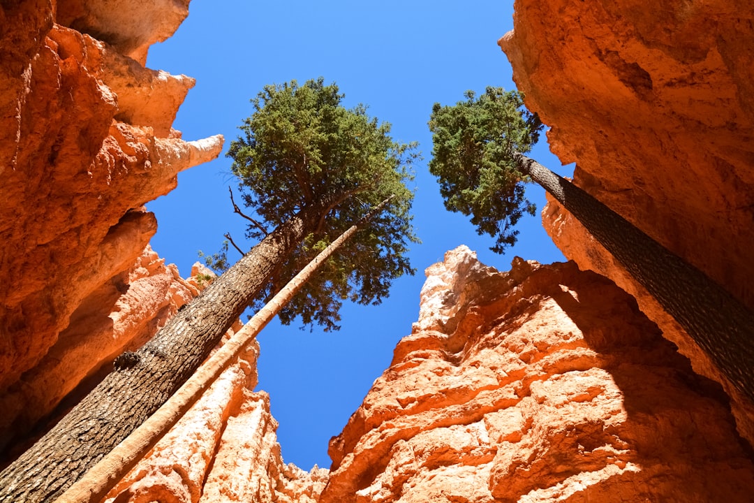 green tree on brown rock formation during daytime