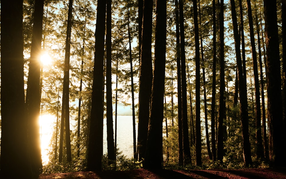 braune Bäume im Wald tagsüber