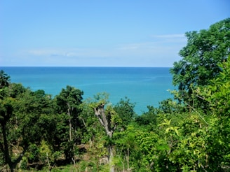 Scenic view of Ubatuba's lush green forest meeting the blue ocean, reflecting balance and calm.