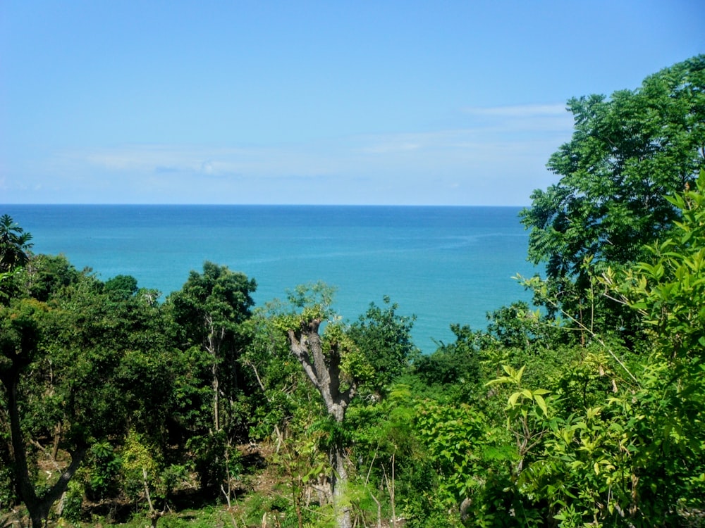 green trees near blue sea under blue sky during daytime