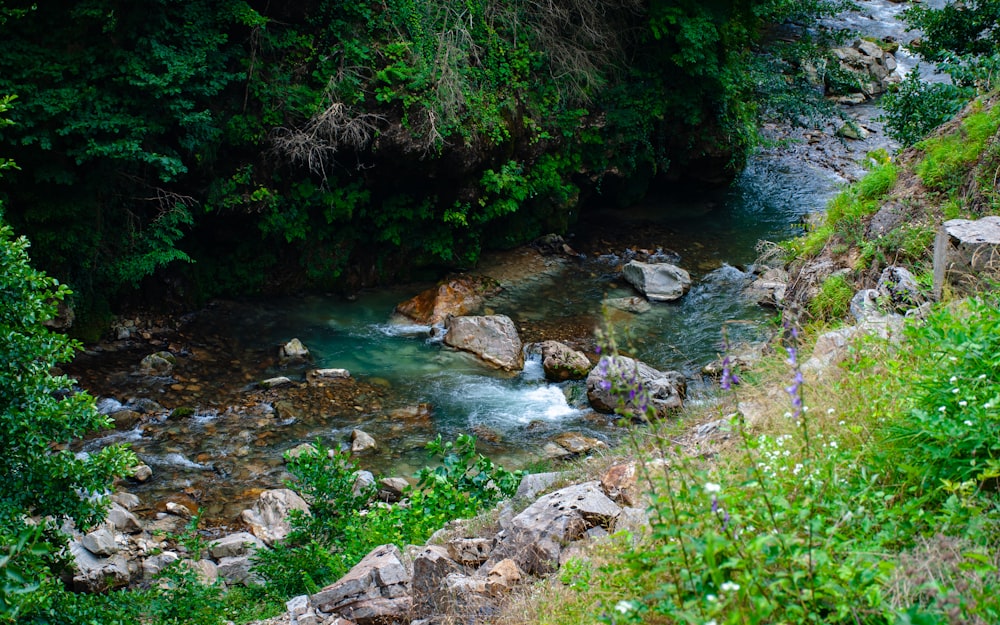 river in the middle of green grass and trees