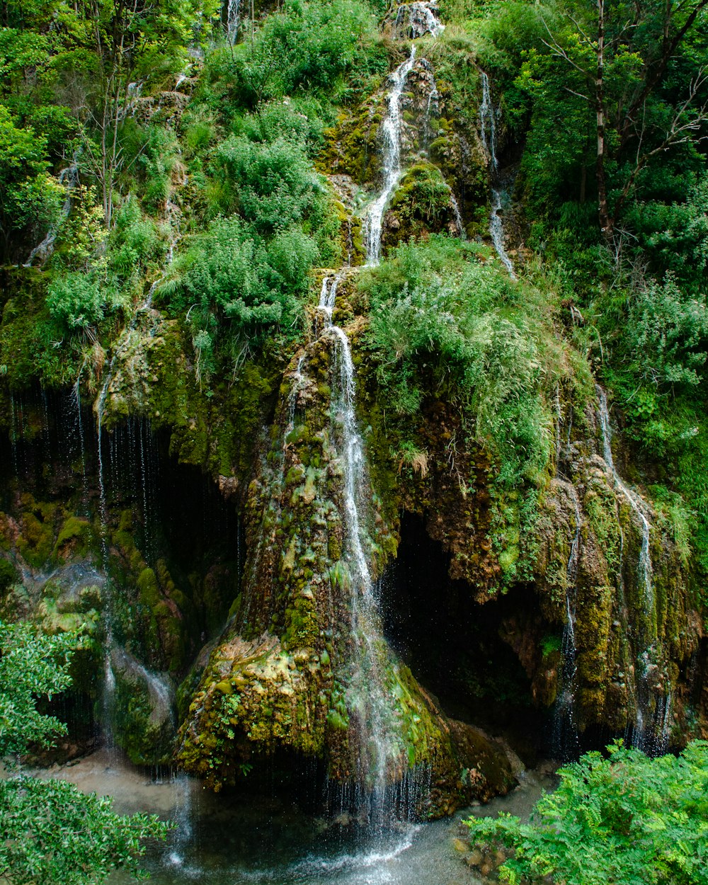 green moss on brown tree trunk