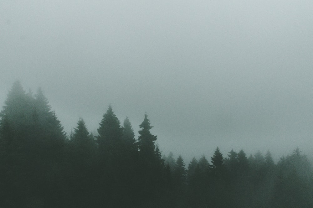 green pine trees under white sky