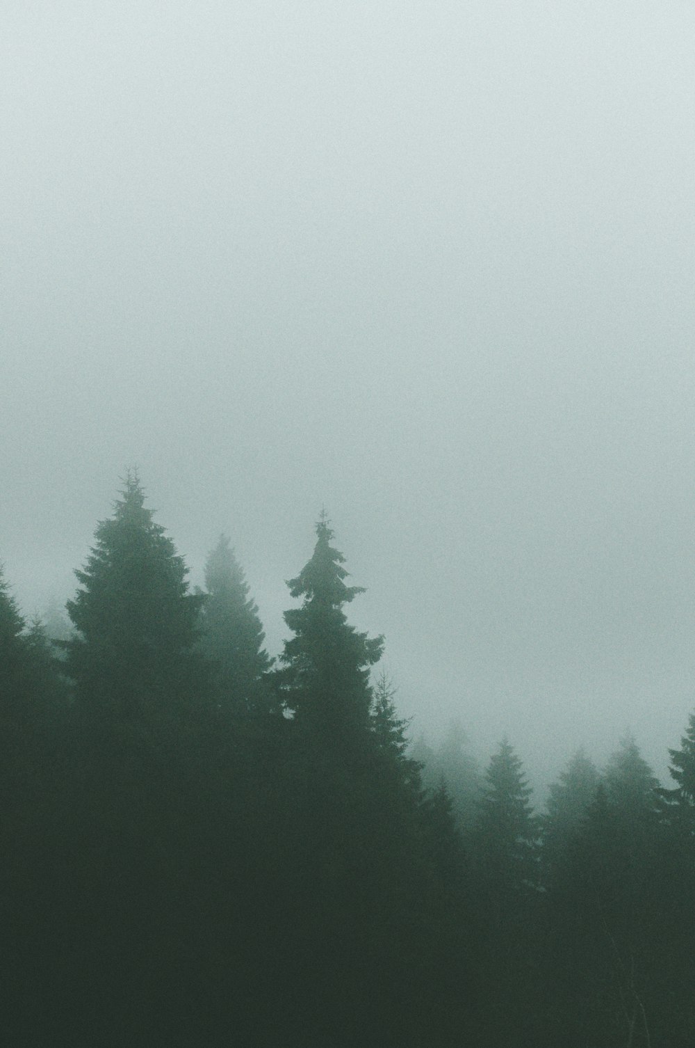 alberi verdi sotto il cielo bianco