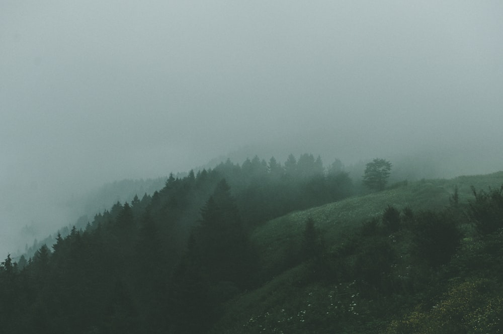 green trees on hill under white sky during daytime