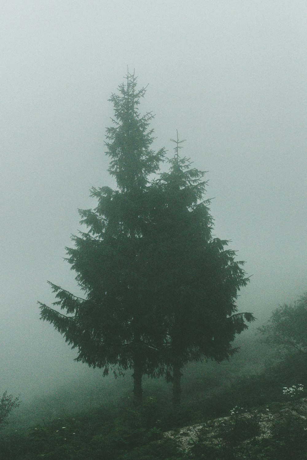 green tree under gray sky