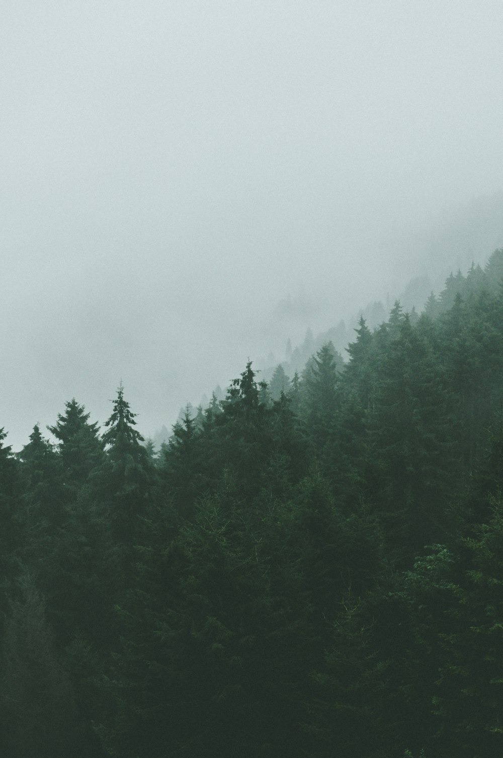 green trees under white sky during daytime