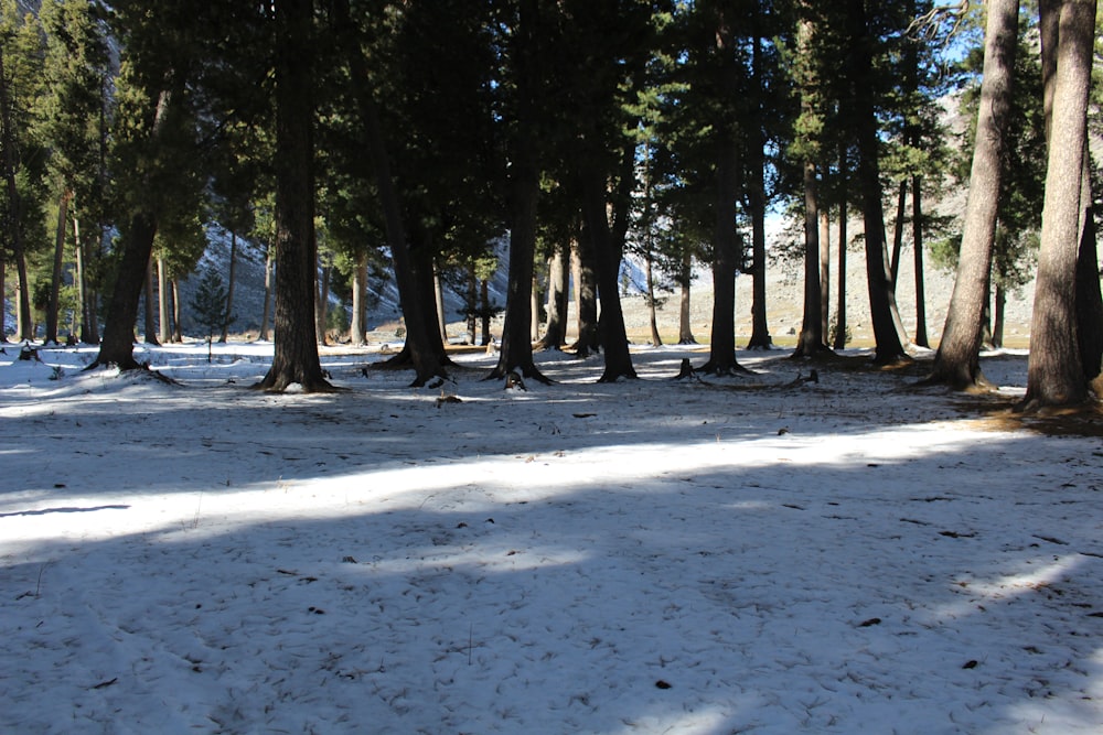 green trees on snow covered ground during daytime