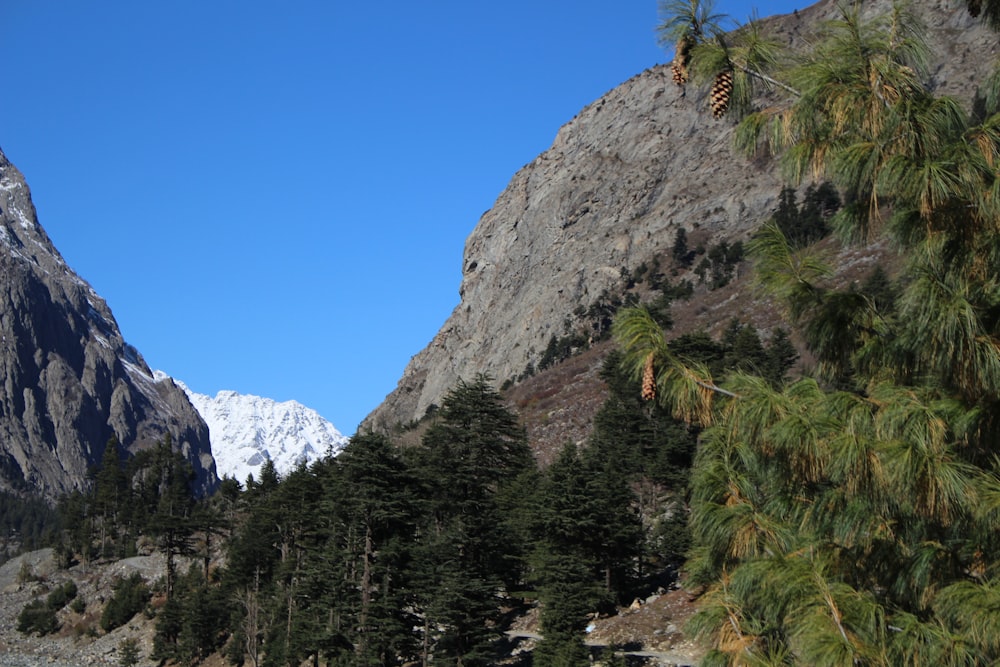 green trees near gray rocky mountain under blue sky during daytime