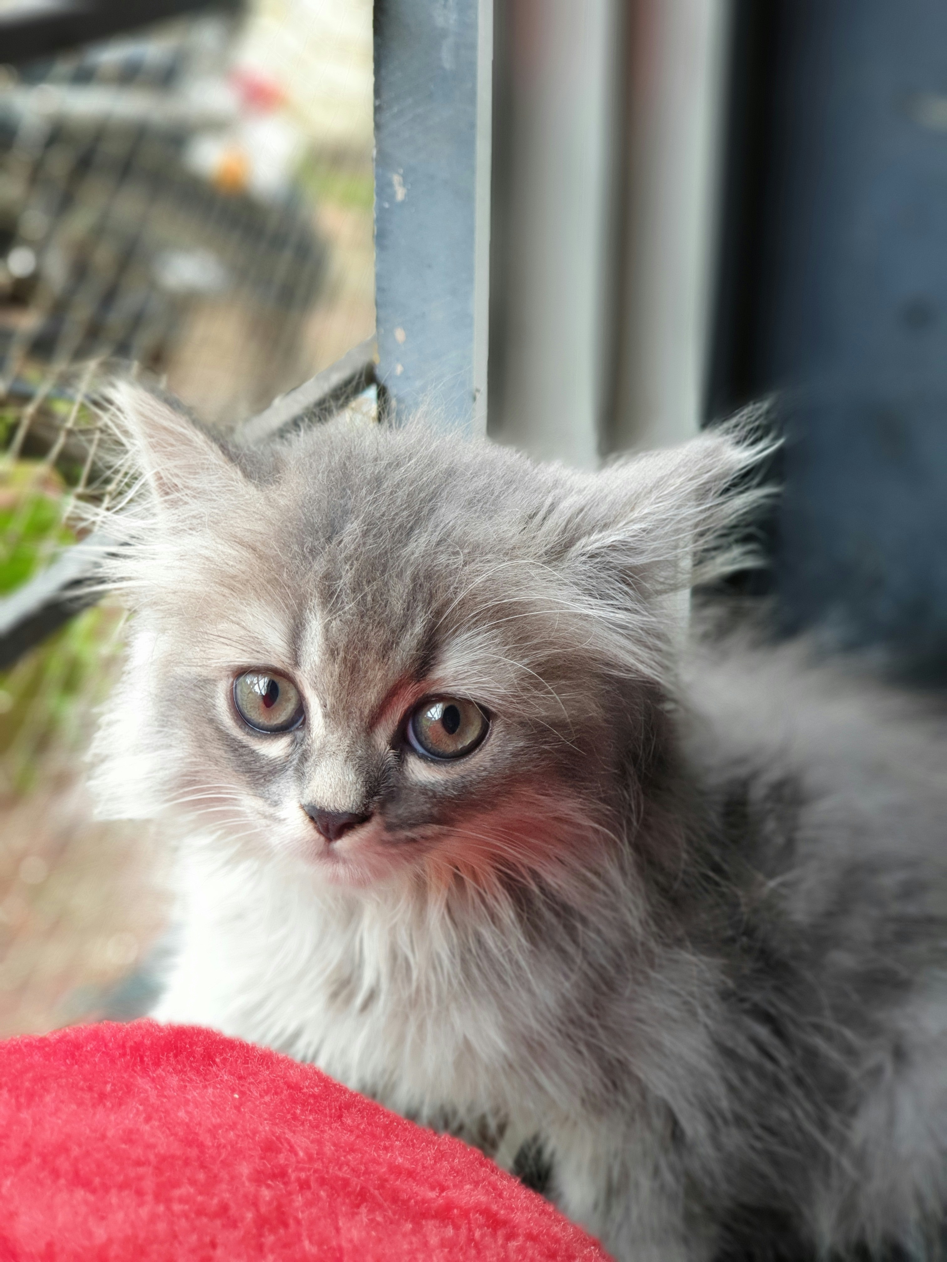 gray and white long fur cat on red textile