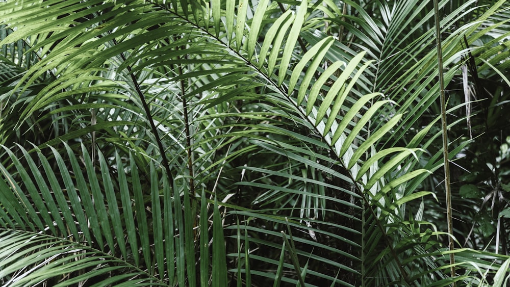 green palm plant during daytime