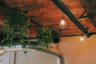 green plant on brown clay pot