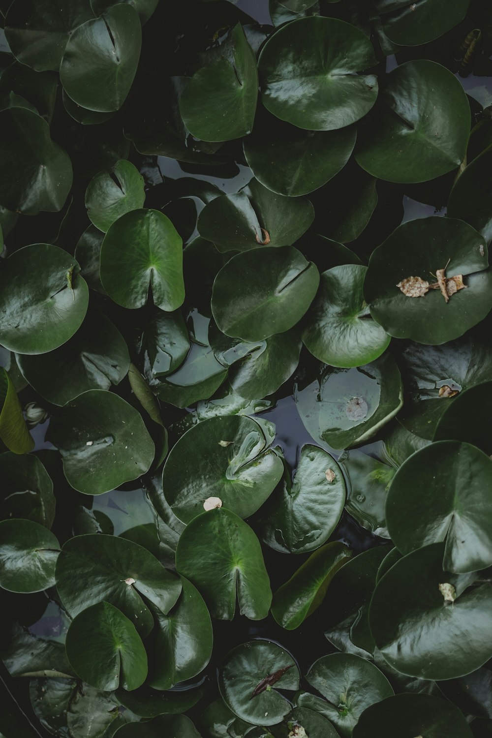 green leaves with water droplets