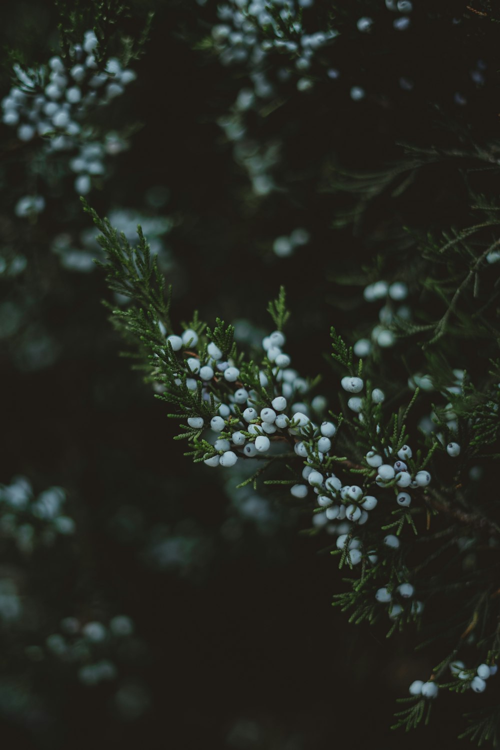 white flowers in tilt shift lens