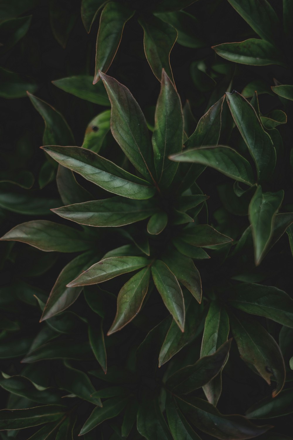 green leaves in close up photography