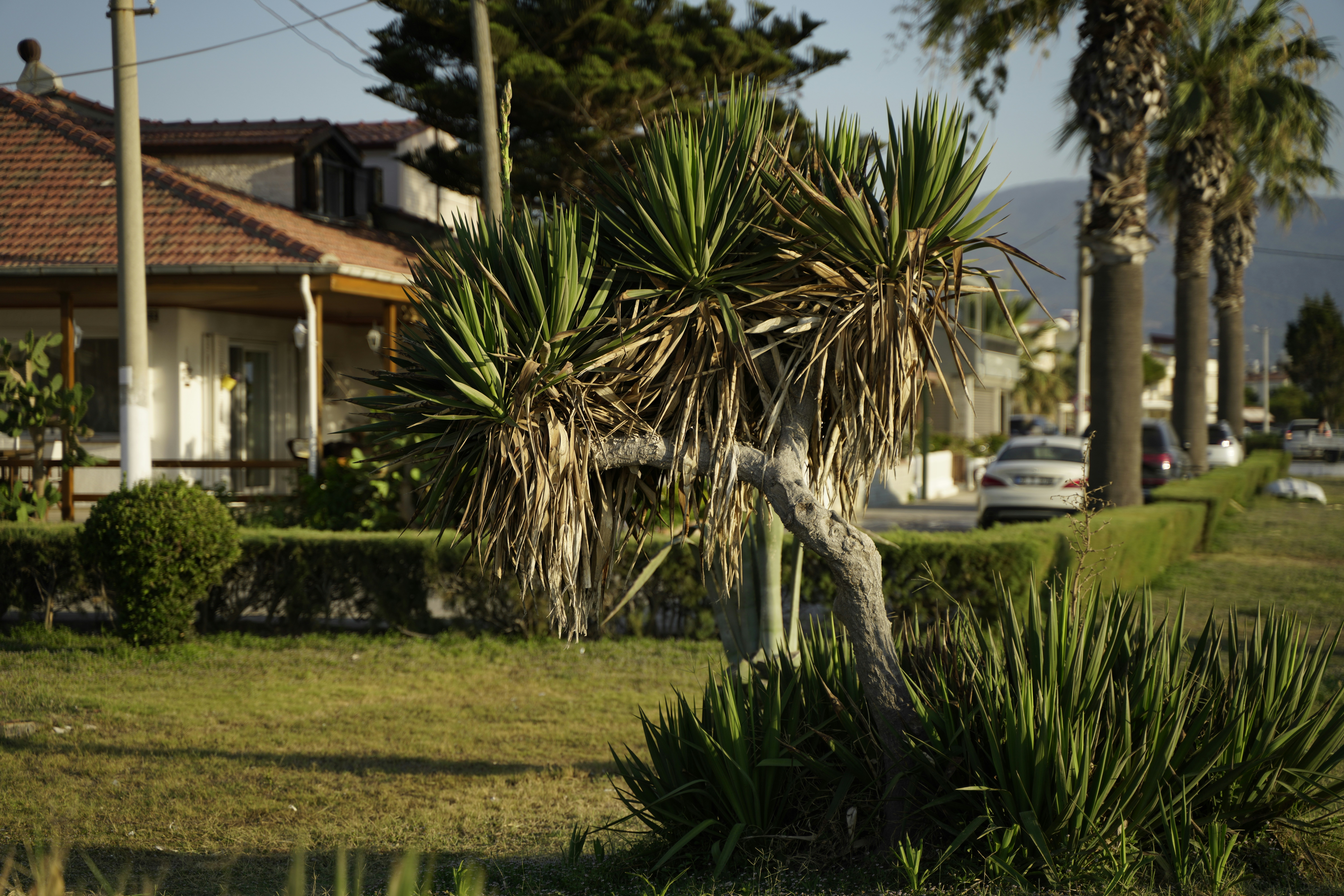 Palmera cerca de la Casa Blanca durante el día
