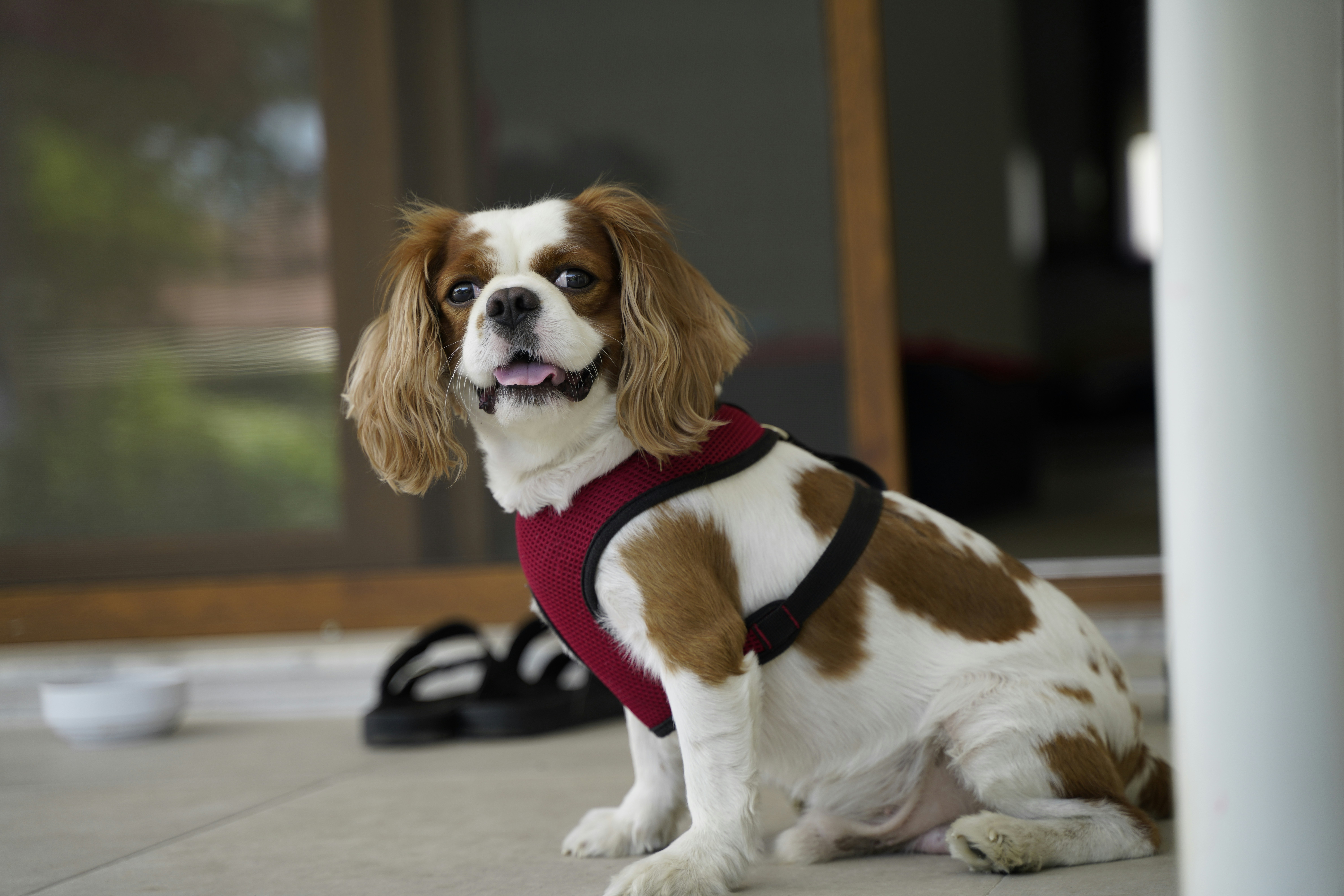 Perro pequeño de pelo largo blanco y marrón con camisa roja y negra