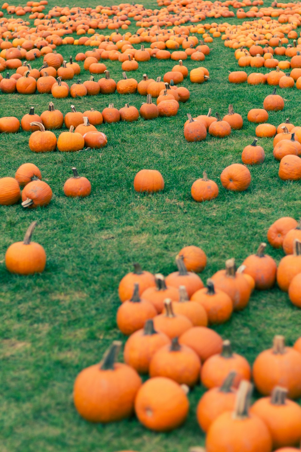 orange fruits on green grass field during daytime