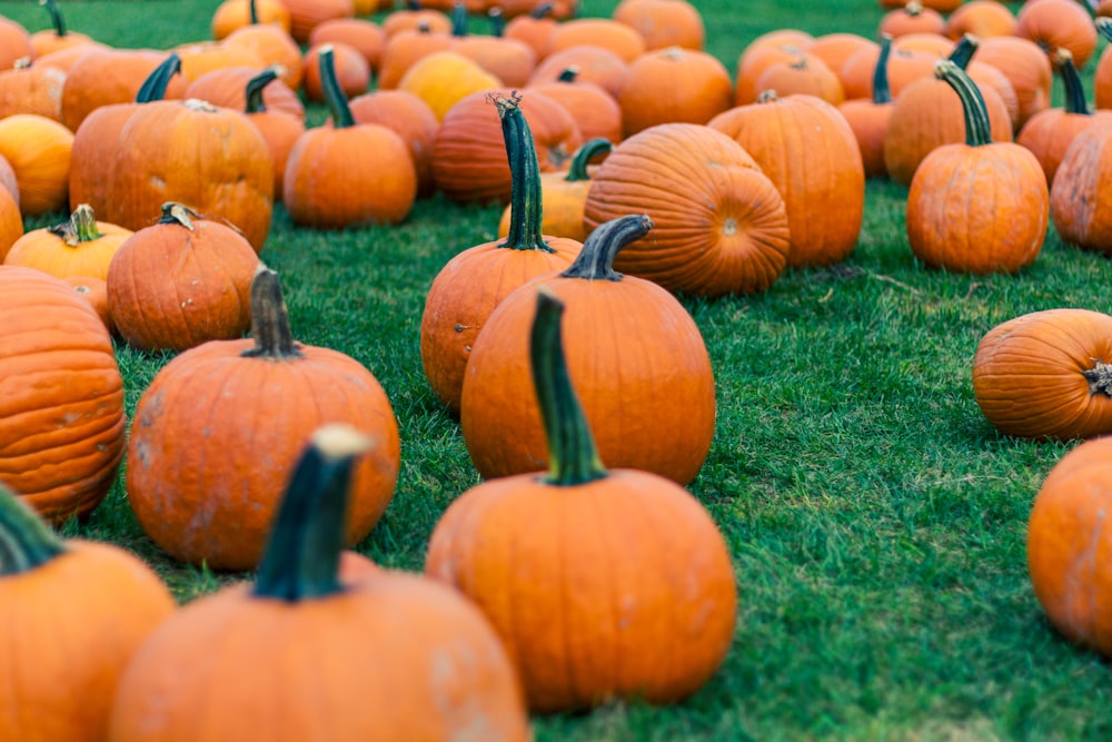 orange pumpkins on green grass during daytime