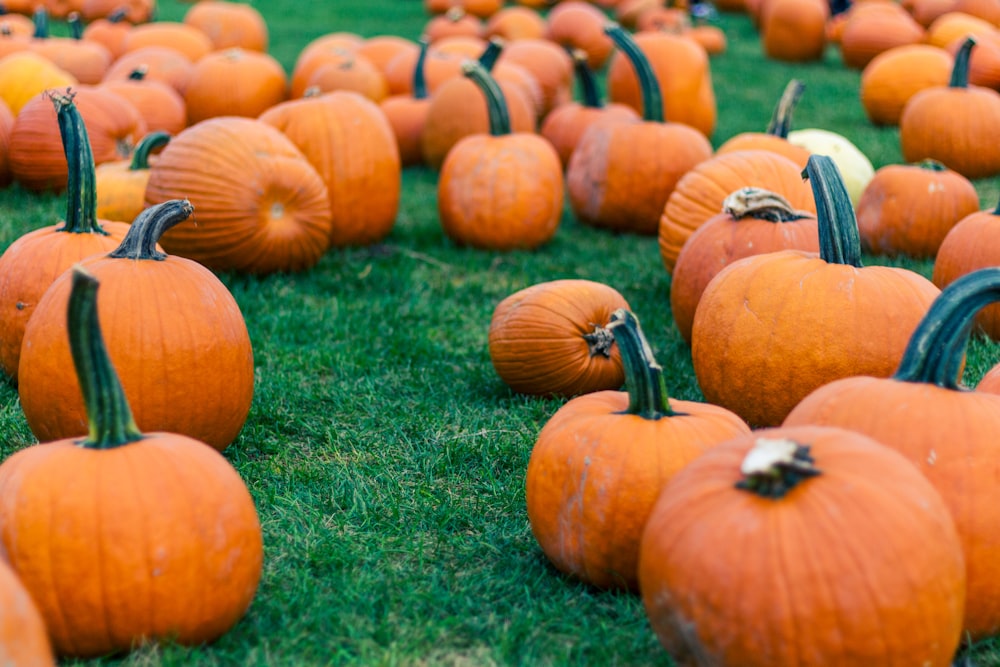 orange pumpkins on green grass during daytime