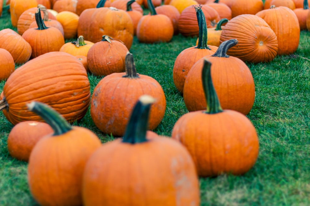 orange pumpkins on green grass during daytime