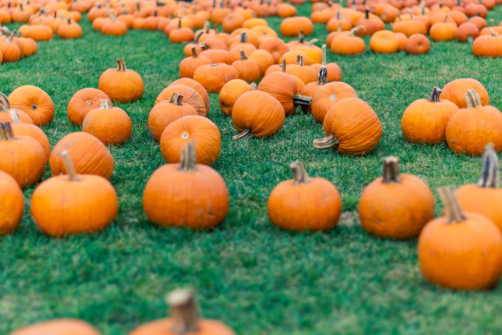 orange pumpkins on green grass during daytime