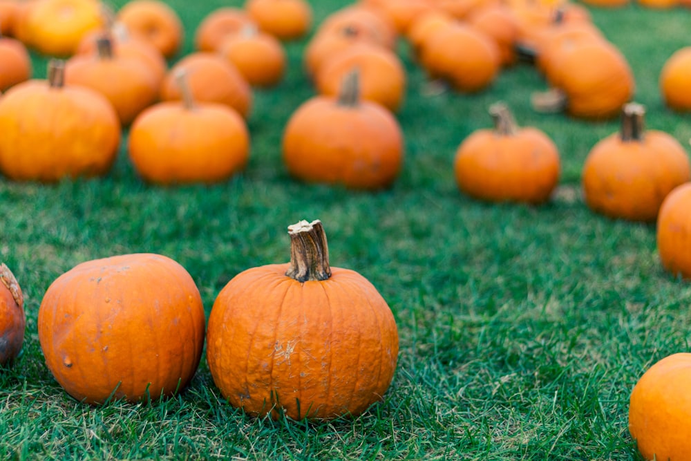 orange pumpkins on green grass during daytime