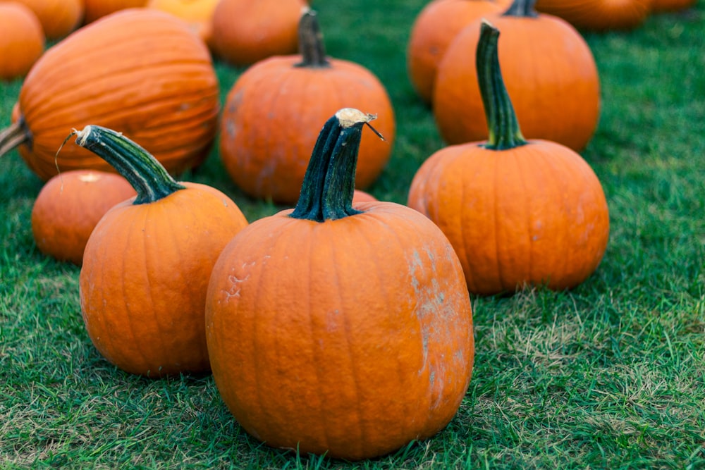 orange pumpkin on green grass