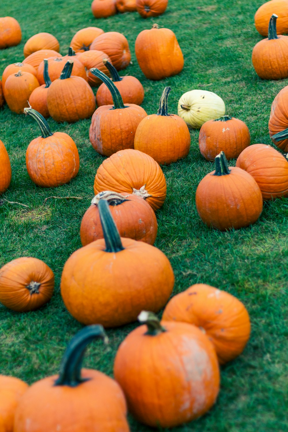 orange pumpkins on green grass during daytime