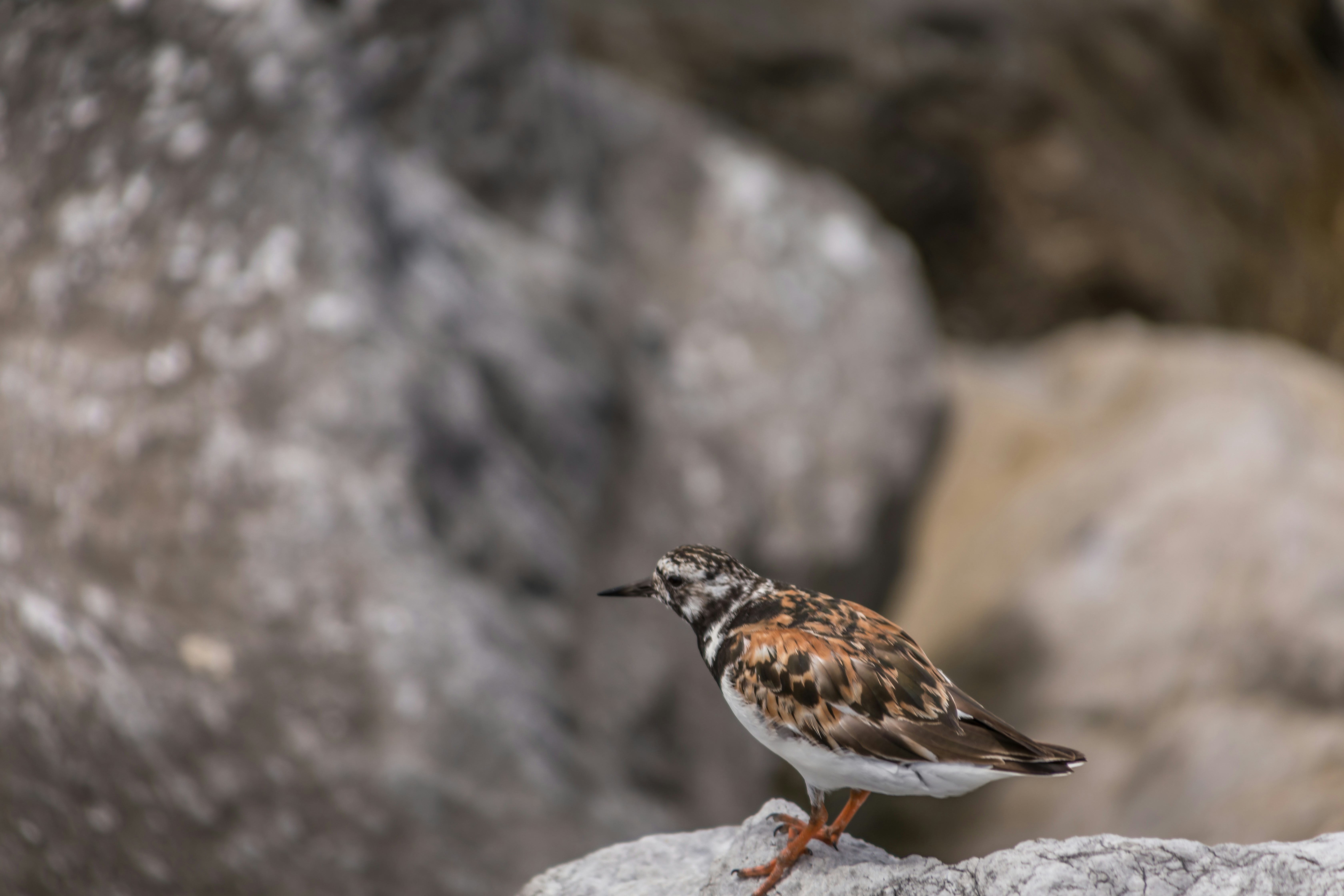 brown and white bird on gray rock