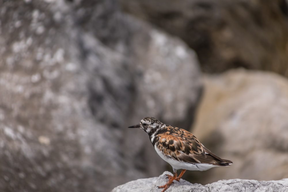 brown and white bird on gray rock