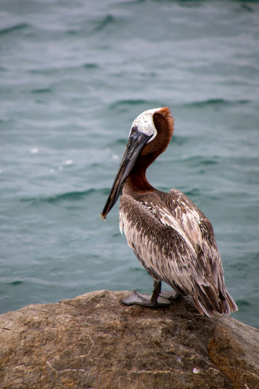 brown pelican on gray rock near body of water during daytime