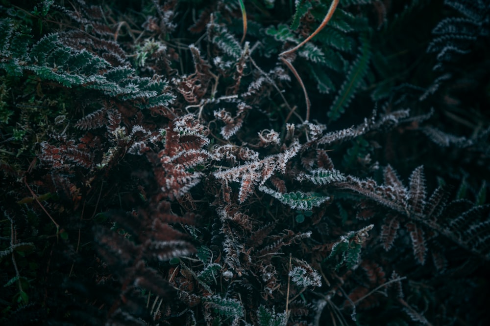 green and brown plant during daytime