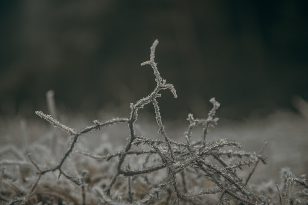 brown tree branch in tilt shift lens