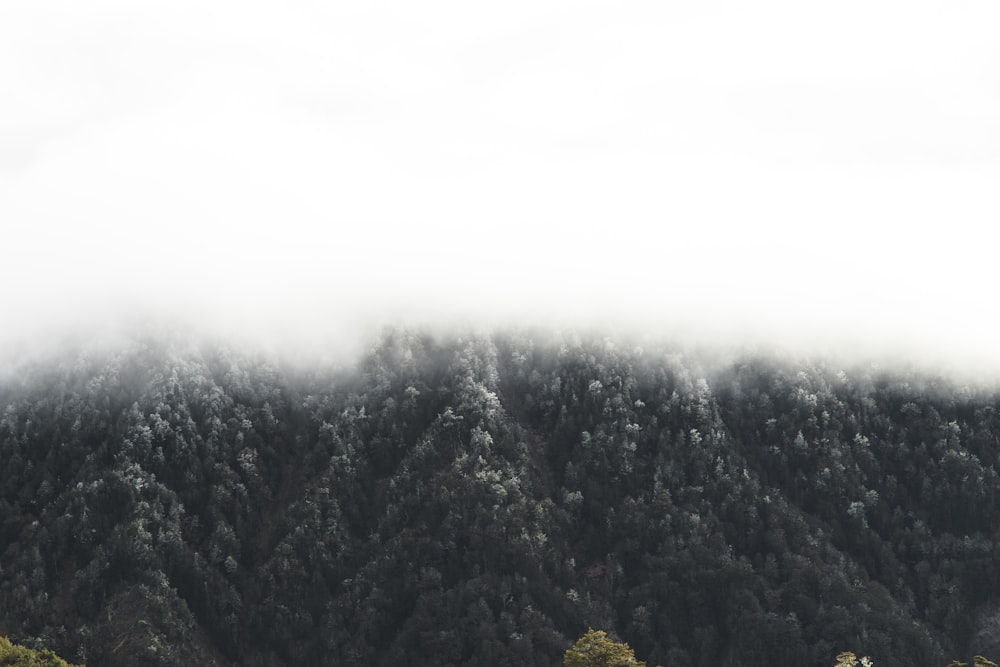 green trees on mountain during foggy day